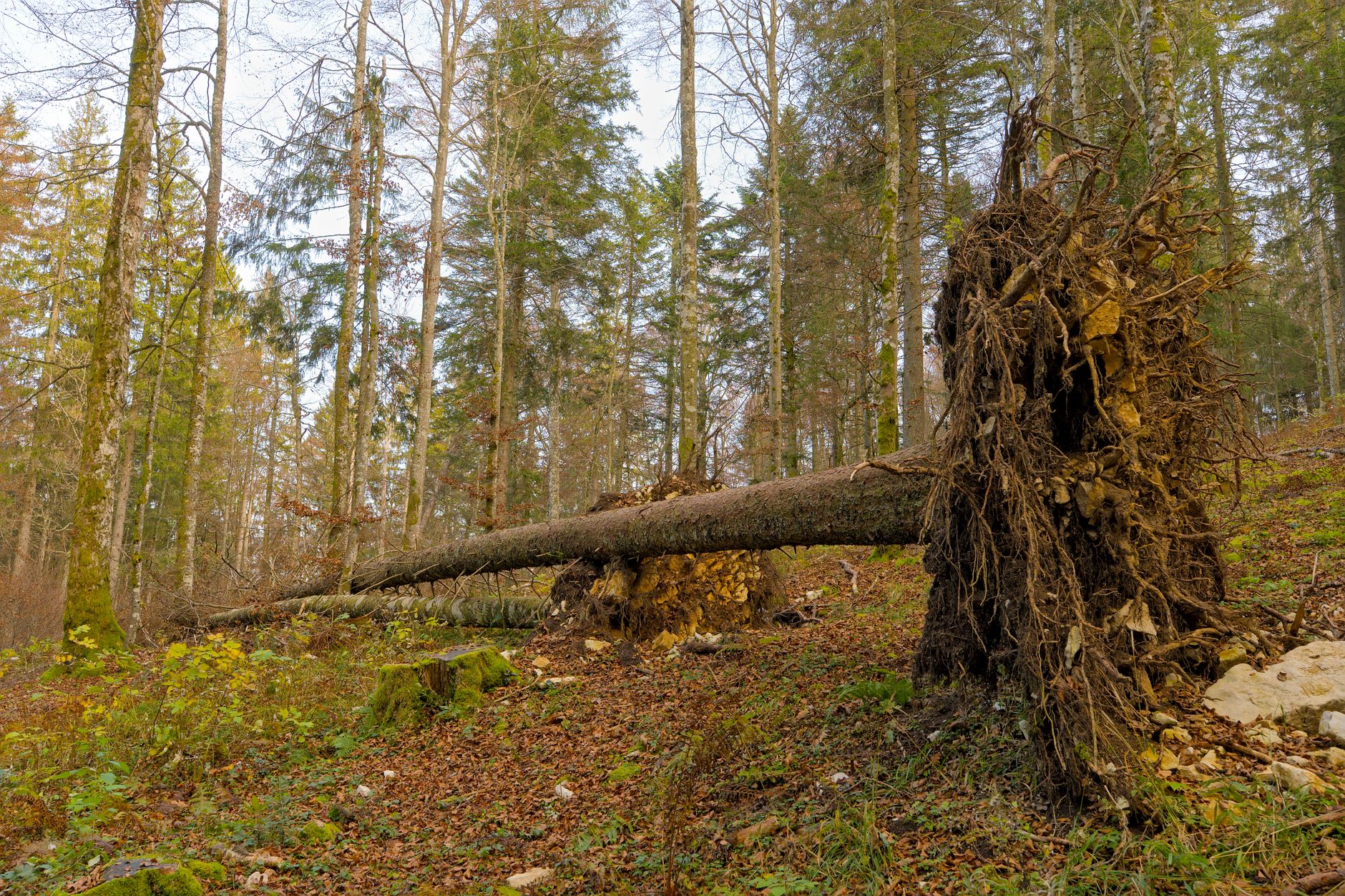 Enlèvement arbre urgence à Arras